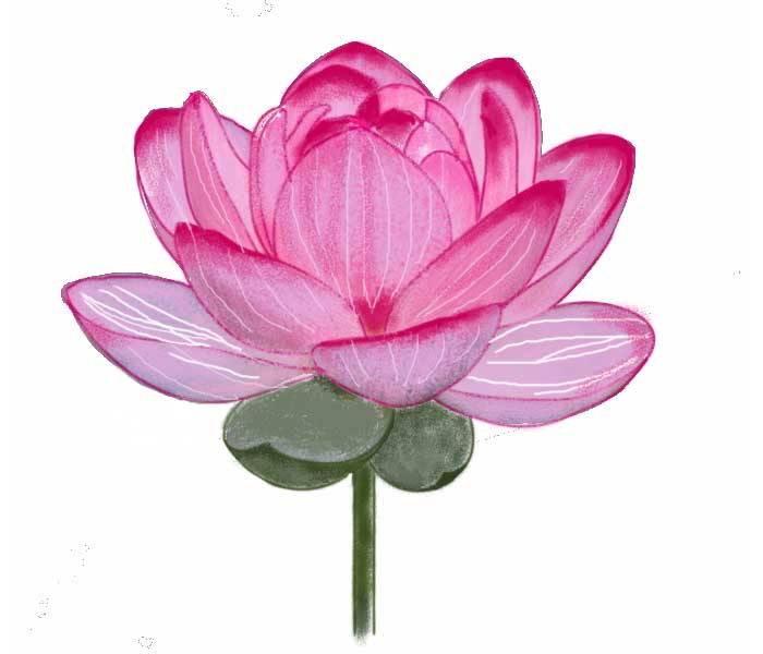 Featured image of post Lotus Simple Flower Drawing Colour