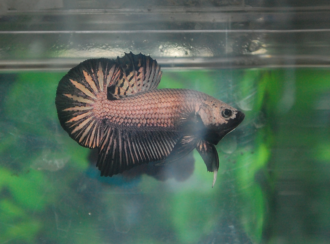 Betta Fish Afira Betta HMPK 27 April Black Dragon ( ALL SOLD OUT)
