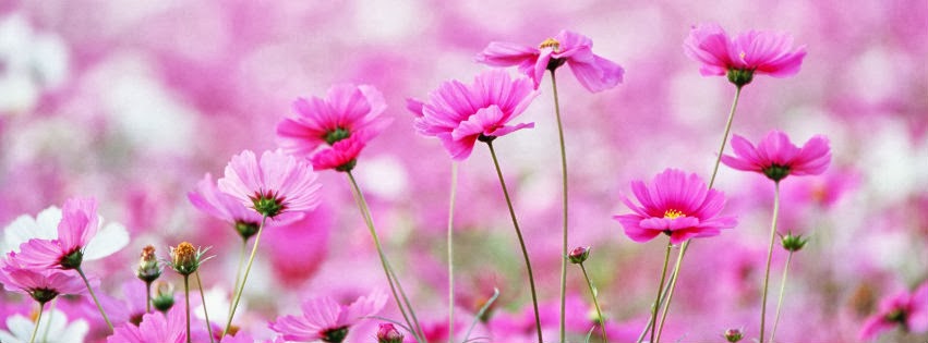 Qué estás pensando?: Portadas para Facebook de flores