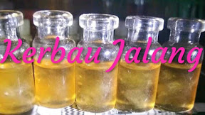 √ [22] Minyak Kerbau Jalang/Liar Asli Tuah Pelet Jitu