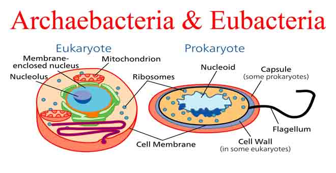 5 Perbedaan Archaebacteria dan Eubacteria Yang Harus Diketahui