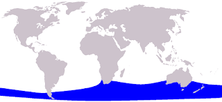 Küçük gerçek balinanın dağılım haritası