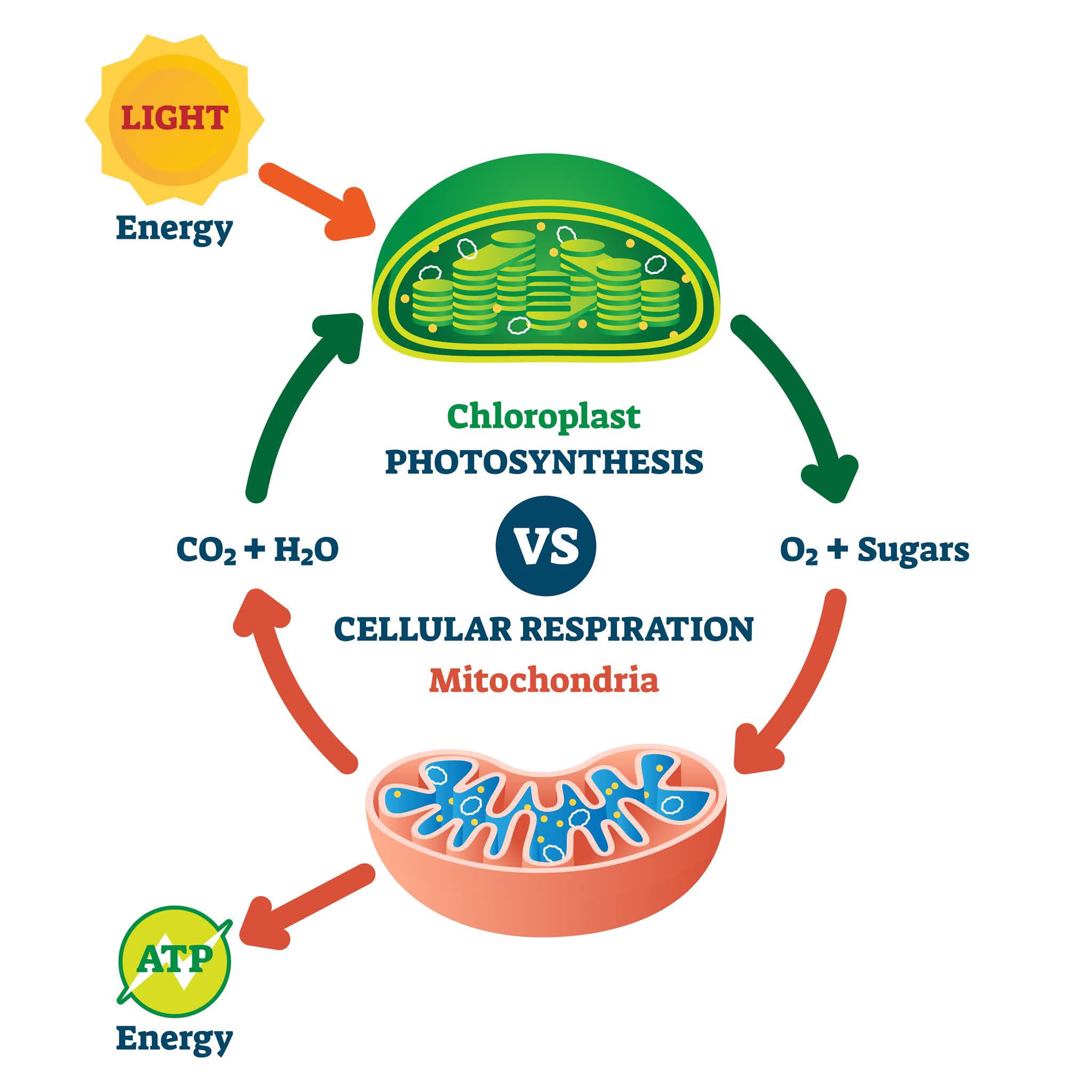 Relationship Between Photosynthesis And Cellular Respiration Moomoomath And Science