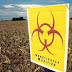 Hungary Destroys All Monsanto GMO Corn Fields