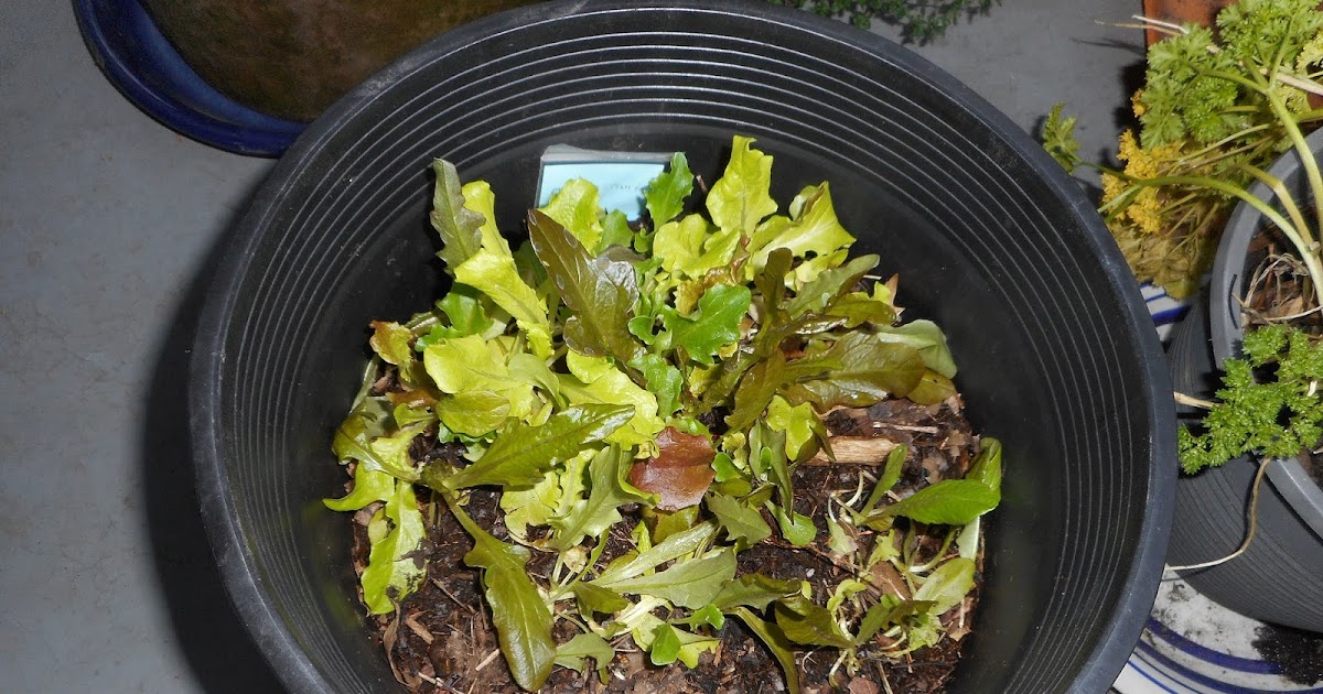 From Seed to Scrumptious Lettuce starts update 1/5/2021