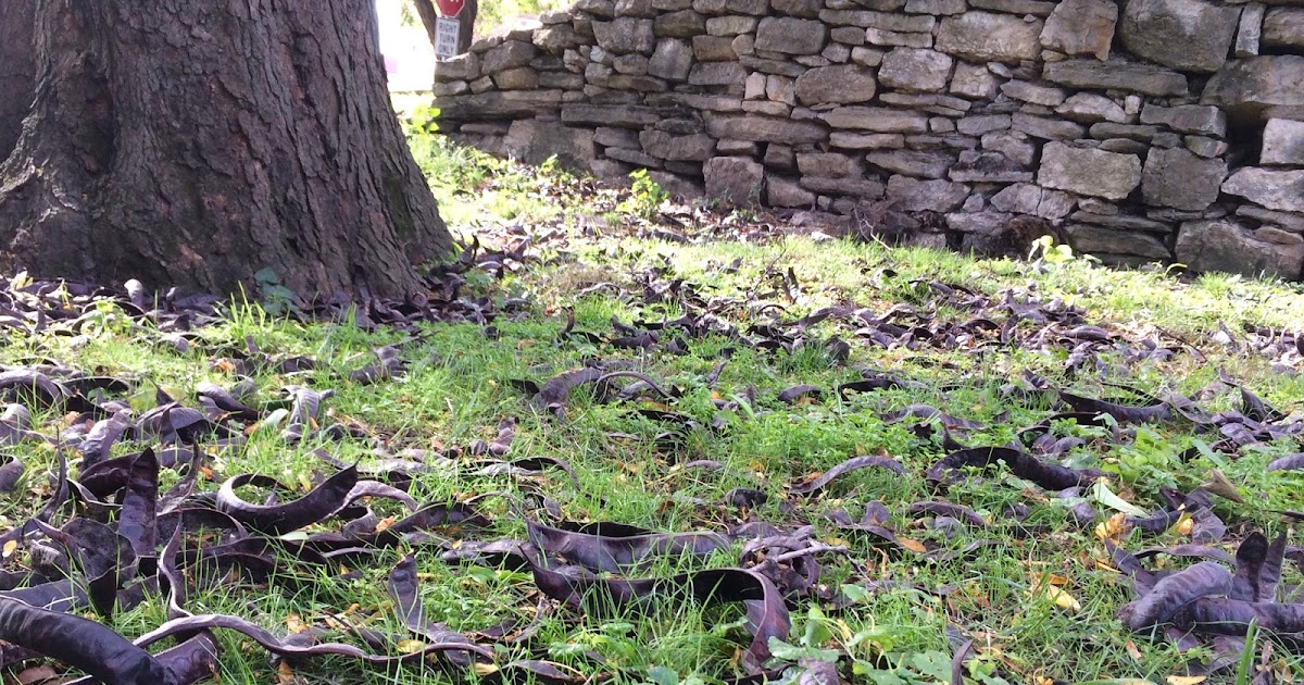 Plastic Sax Confirmation Weekly News Notes plastic-sax-confirmation-weekly-news-notes