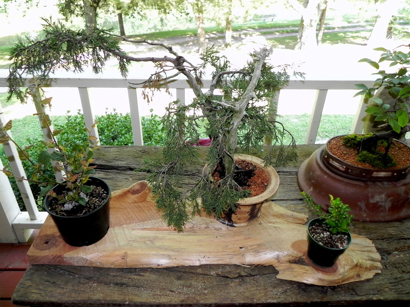 Gone Walkabout 2 Bonsai Open House Gone Walkabout 2 Bonsai Open House