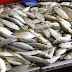 Hati Hati!! Kenali Ikan Segar Yang Berformalin Seperti Ini