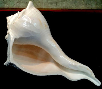 Jyotish upay of Gomati chakra, Kali haldi, Laghu nariyal, Dakshinavarti Shankh, Kamal Gatta, Hakik, Moti Shankh, Ekakshi nariyal in Hindi 4. दक्षिणावर्ती शंख (Dakshinavarti Shankh)