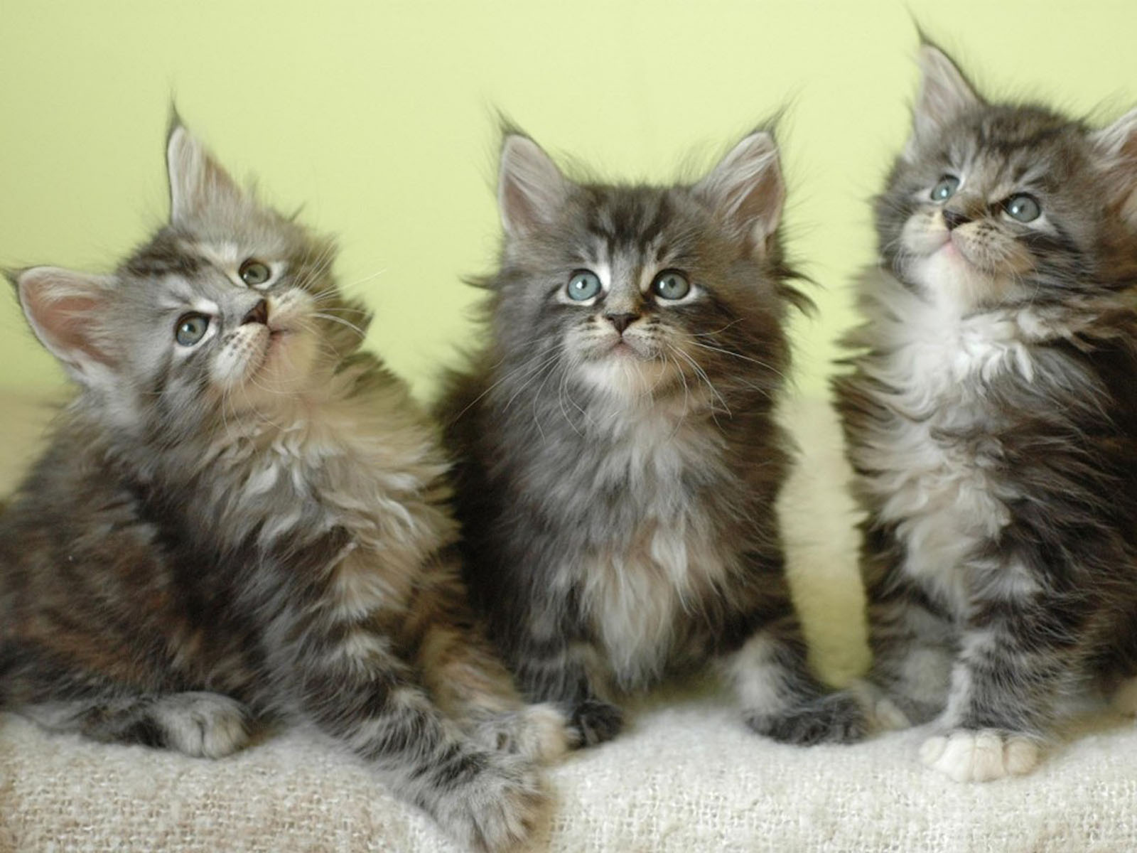 wallpapers: Maine Coon kittens