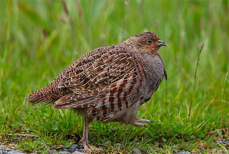 Murfs Wildlife Grey Partridge