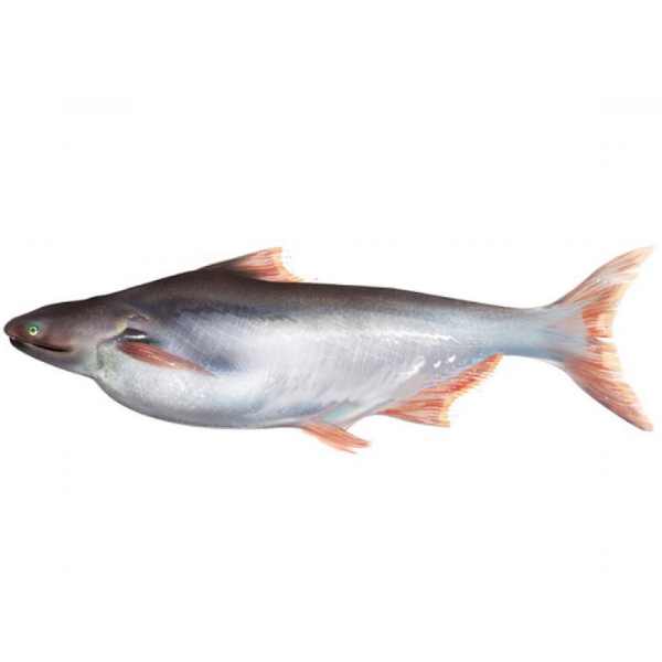 Basa fish in Marathi