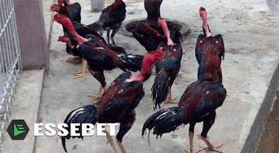 Sabung Ayam Online SABUNG AYAM ONLINE TERKEMUKA SEINDONESIA APK S128 - essebetting88.biz