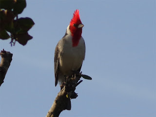 Paraguay-Pozo Colorado (oiseau)