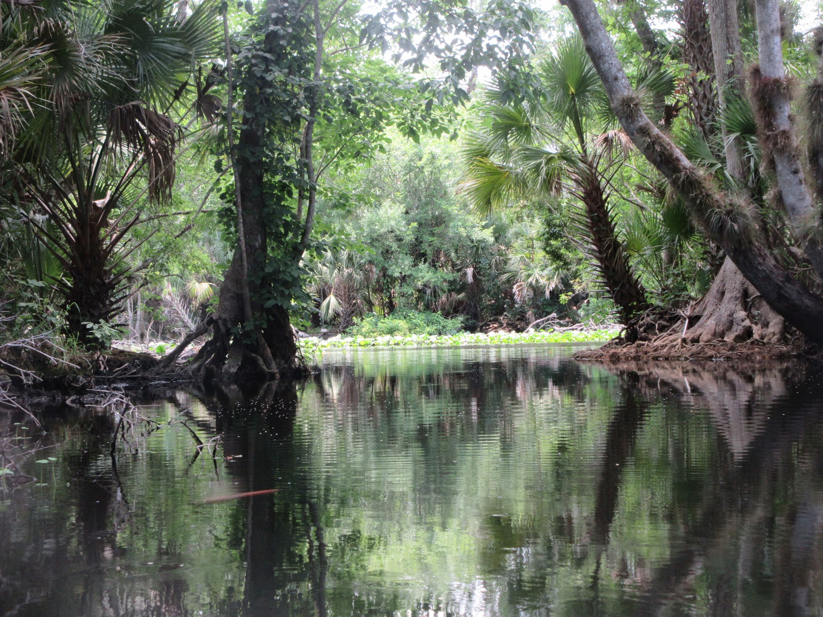 Dave's Yak Tales Wekiva RIver, Little Wekiva River