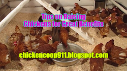 raising chickens benefits tips