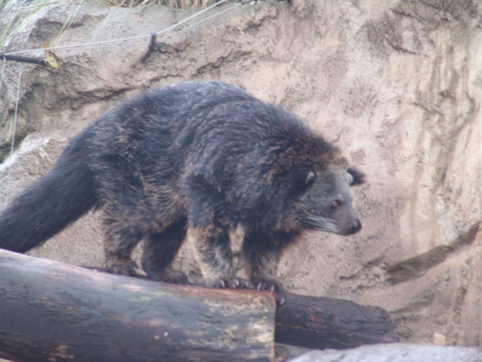 Sakepedia Binturong