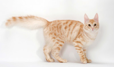 Turkish Angora Tabby