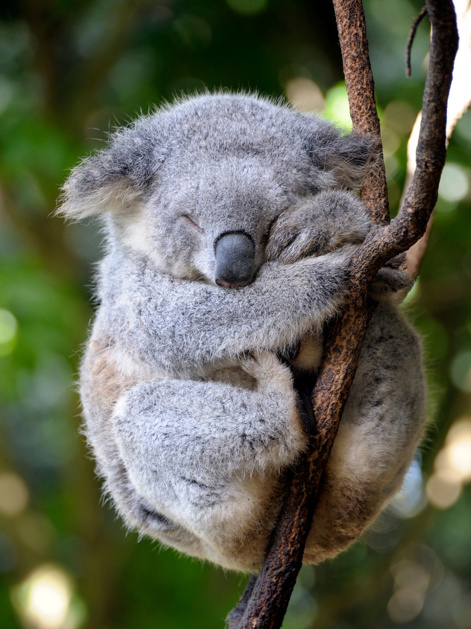 Едят ли коалы. Коала. Спящие животные. Спящие на животе.