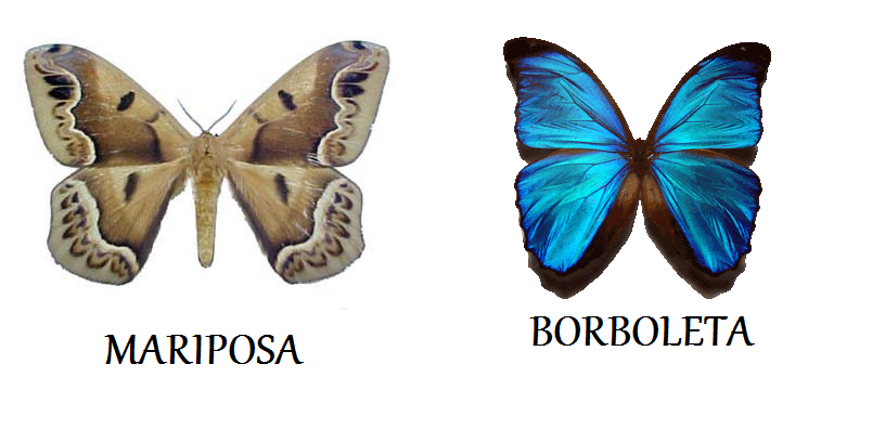 Borboletas E Mariposas Biologia