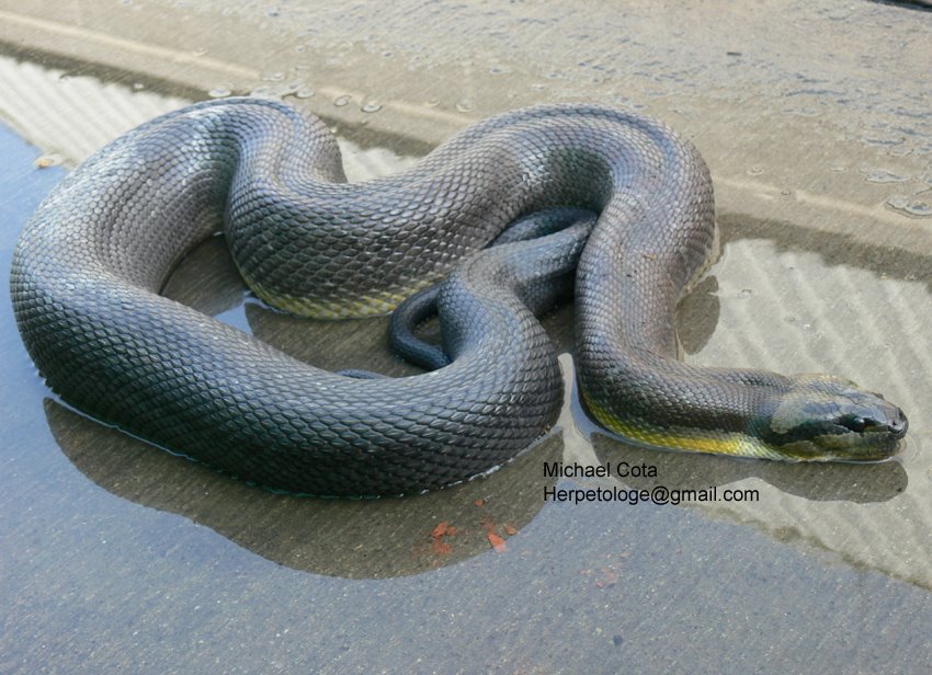 Jodi's Pipe Snake – Reptiles and Amphibians of Thailand
