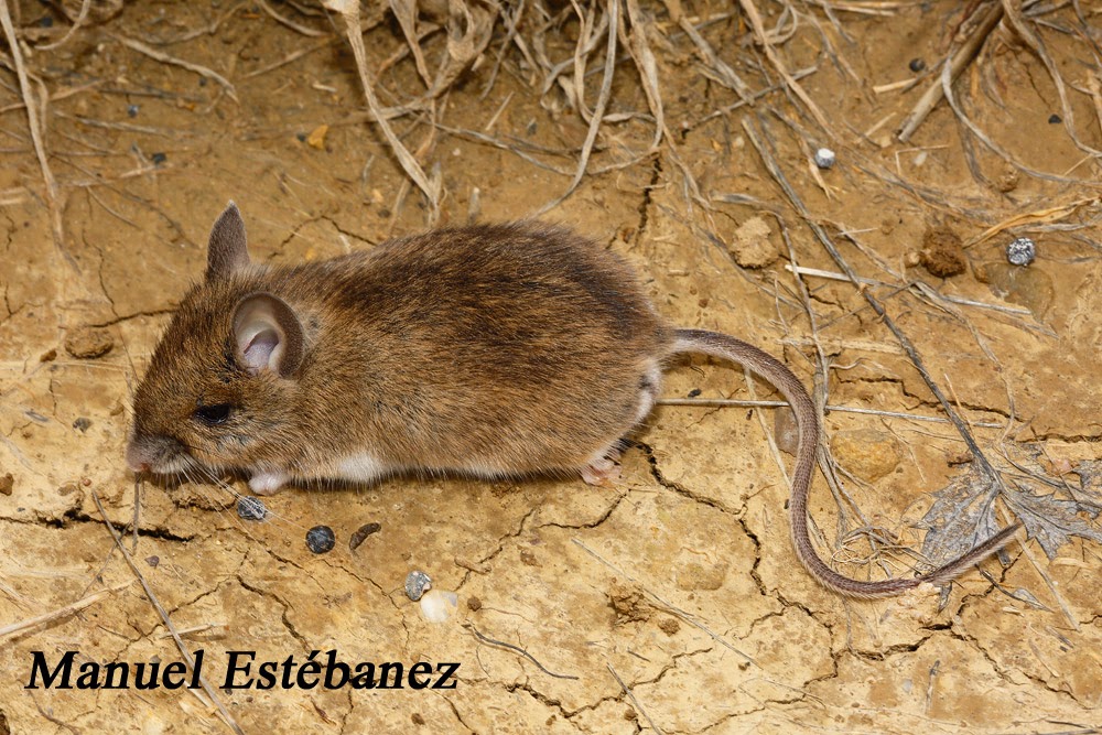 Miradas Cantábricas Ratón de campo (Apodemus sylvaticus) Miradas Cantábricas Ratón de campo (Apodemus sylvaticus)