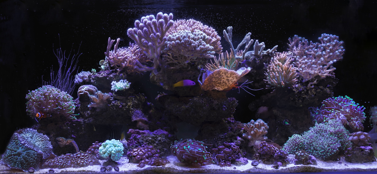 Arena viva de color negro para acuario de arrecife