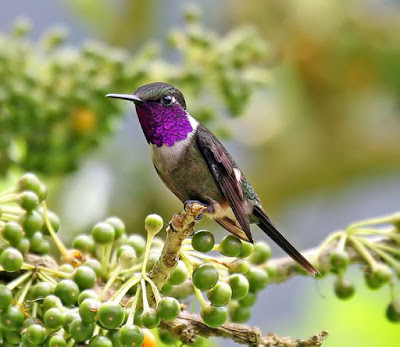 hummingbirds world