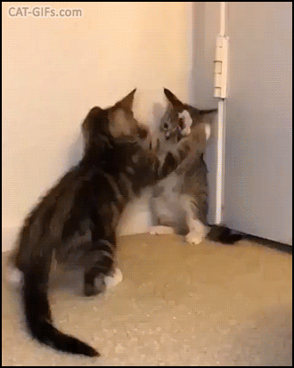 Funny Kitten GIF • 2 Kitties playing Patty Cake but the game goes wrong like big Catzilla fighting a tiny kitten! Funny Kitten GIF • 2 Kitties playing Patty Cake but the game goes wrong like big Catzilla fighting a tiny kitten!