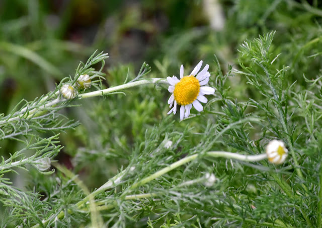 Chamomile flowers