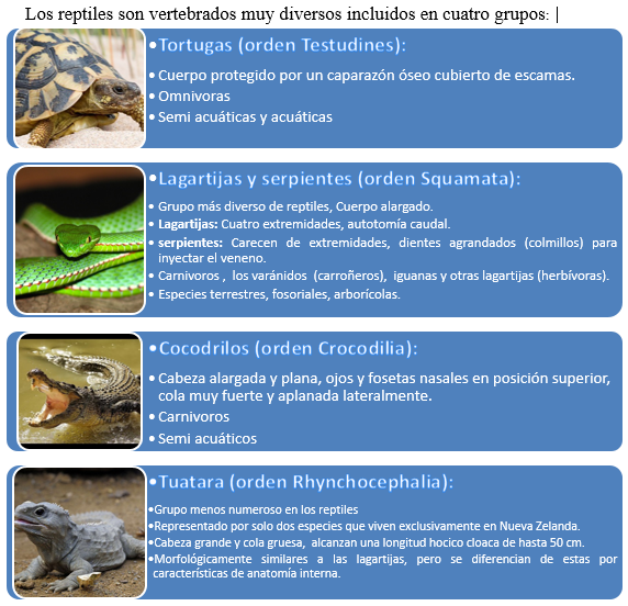 Reproducción en Reptiles