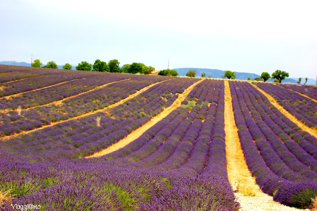 I campi di Lavanda in provenza