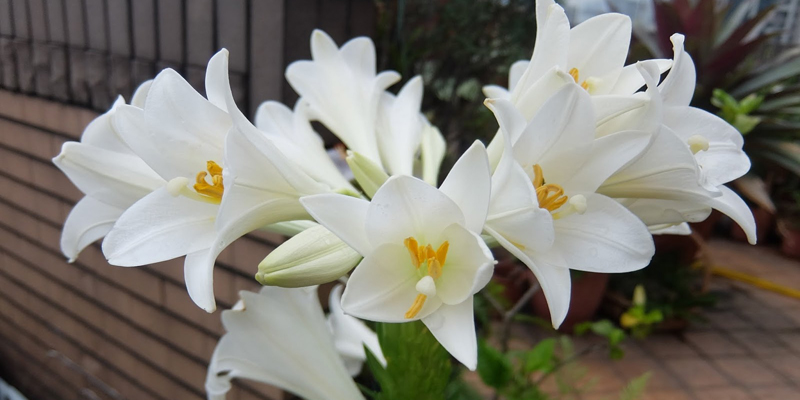 綴化開花逾五十朵的鐵砲百合 生長期到休眠前的養球栽培法 園藝部落格 Igarden 花寶愛花園園藝文摘plus
