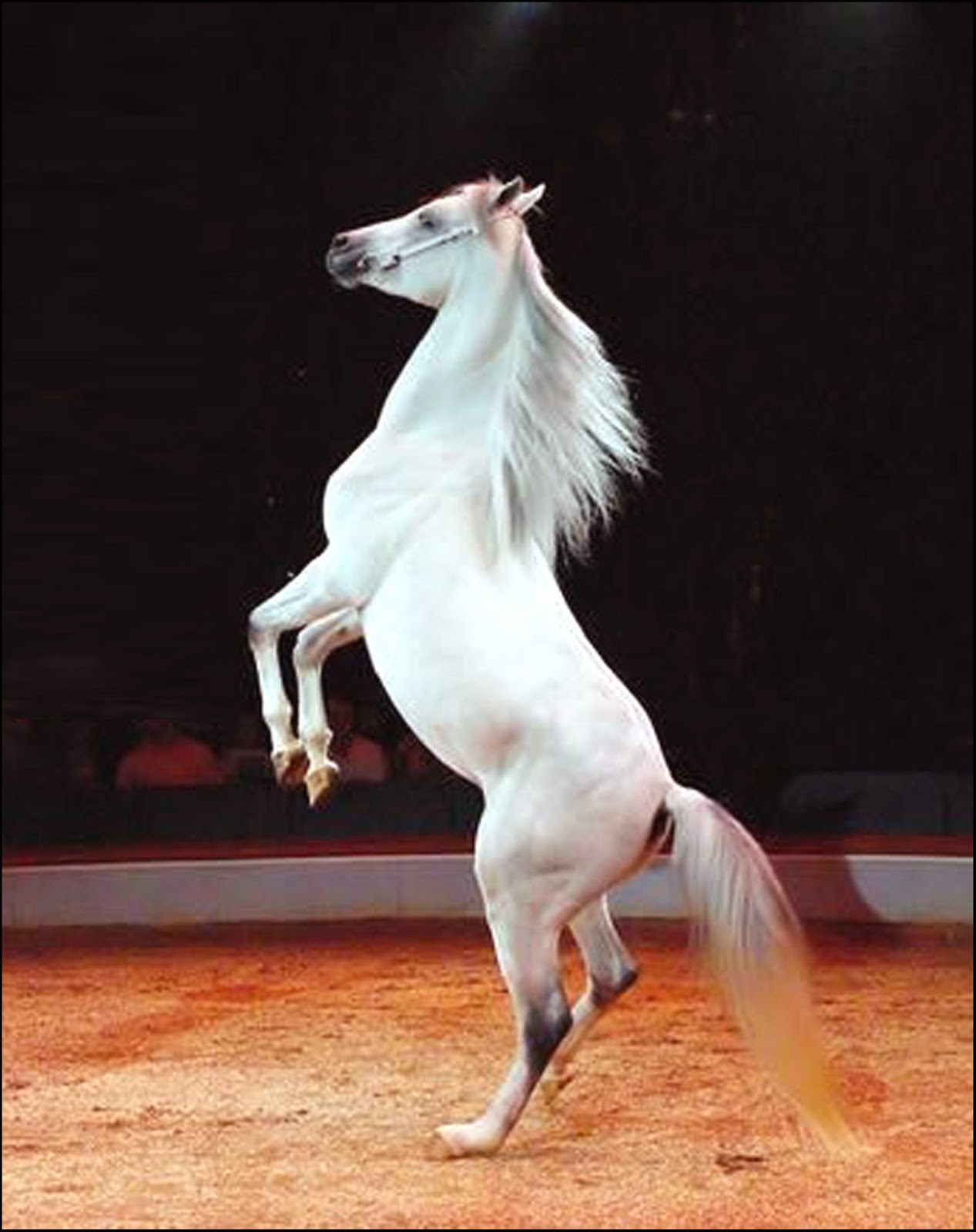 Buckles Blog HIND LEG 2