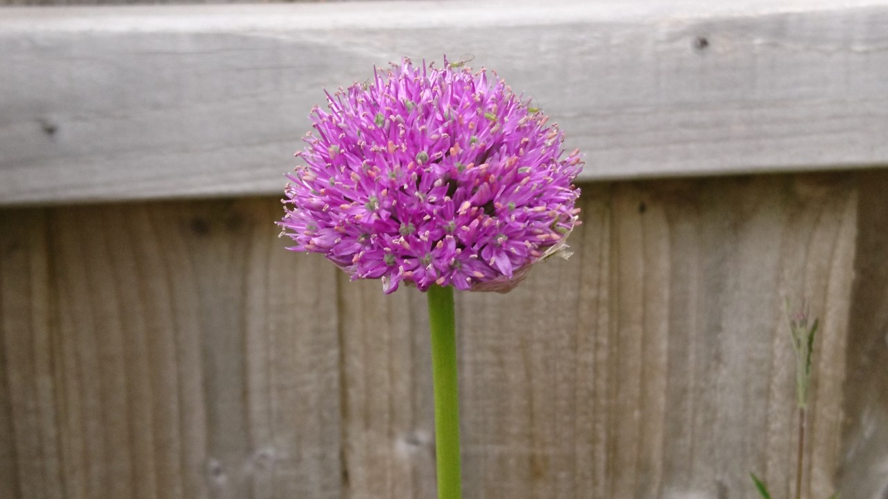 How to grow alliums
