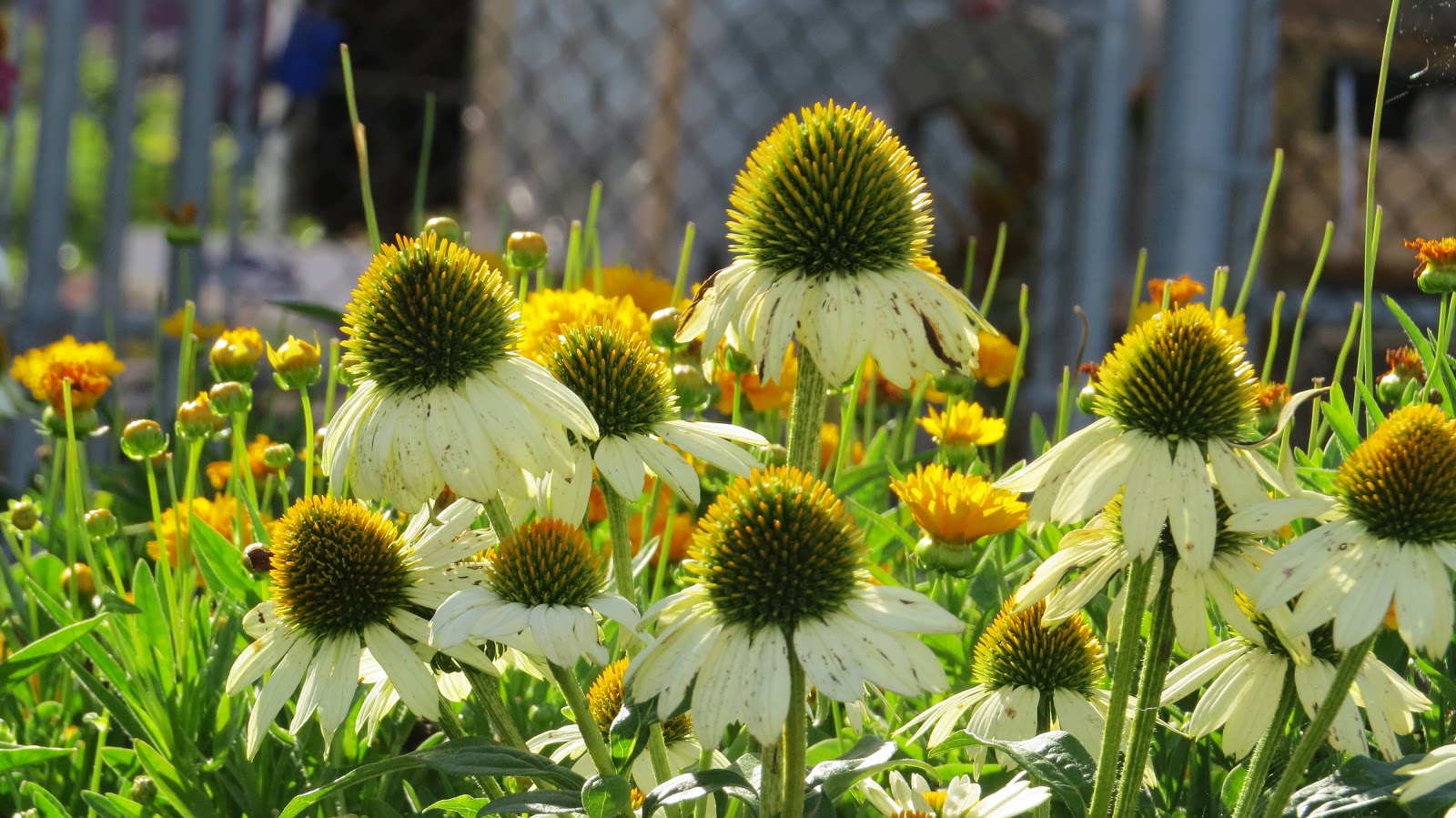 Let Your Light Shine Coneflowers