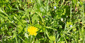 Mixture of cornfield wildflowers at Ranscombe Farm County Park, 25 May 2012.