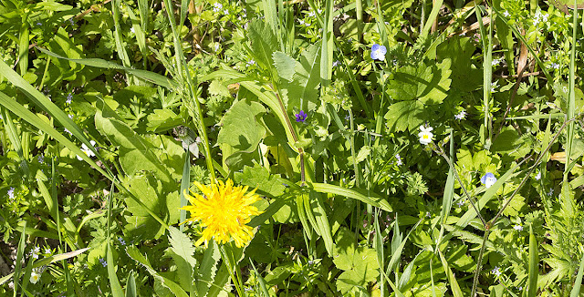 Mixture of cornfield wildflowers at Ranscombe Farm County Park, 25 May 2012.