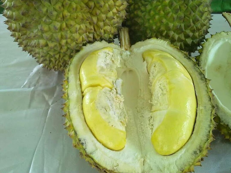bibit durian bawor super bisa berbuah dalam pot Bontang