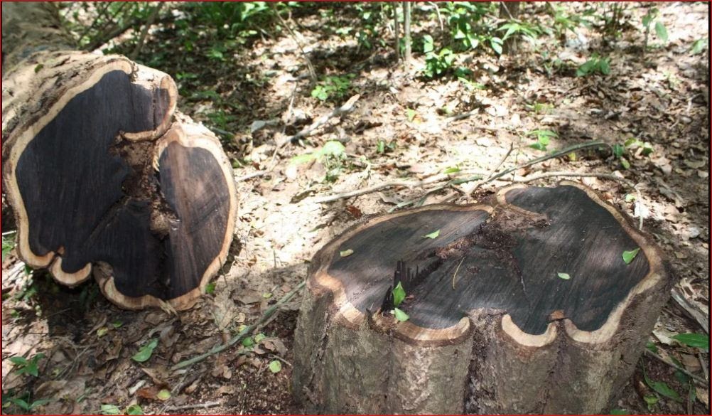 7 hardest wood in the world CARPENTER BLOG