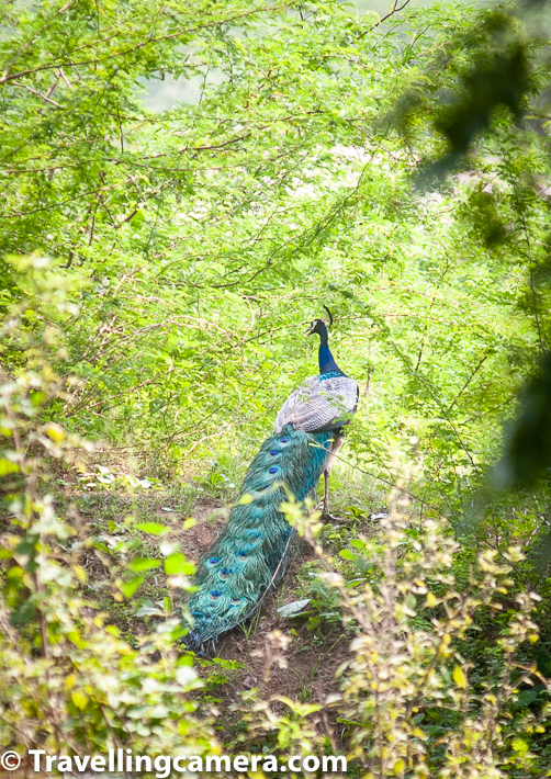 I love peacocks and 5 mins of walk inside the Sayaji Park of Vadodara we encountered a few peacocks and that suddenly changed my mood in a positive way, booking.com had tried their best to spoil our whole day and experience of exploring Vadodara city & it's Garba celebrations.     Related Blogpost from Gujrat - One day Trip around Ahmedabad - Adalaj ni Vav, Modhera Sun Temple, Patan's Rani ni Vav & Gandhinagar