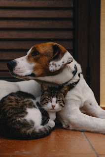 Main Differences Between Dogs and Cats