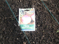 Allotment Growing - Sowing Turnips