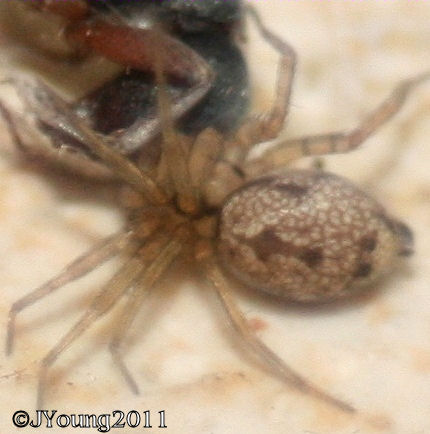 round spider dwarf headed spiders south lifestyle small