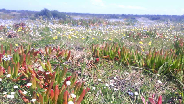 Wildflowers at the De Hoop Nature Reserve