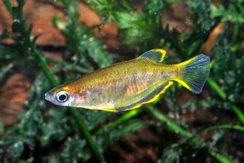 Studio Kwaak GEZOCHT Oryzias profundicola