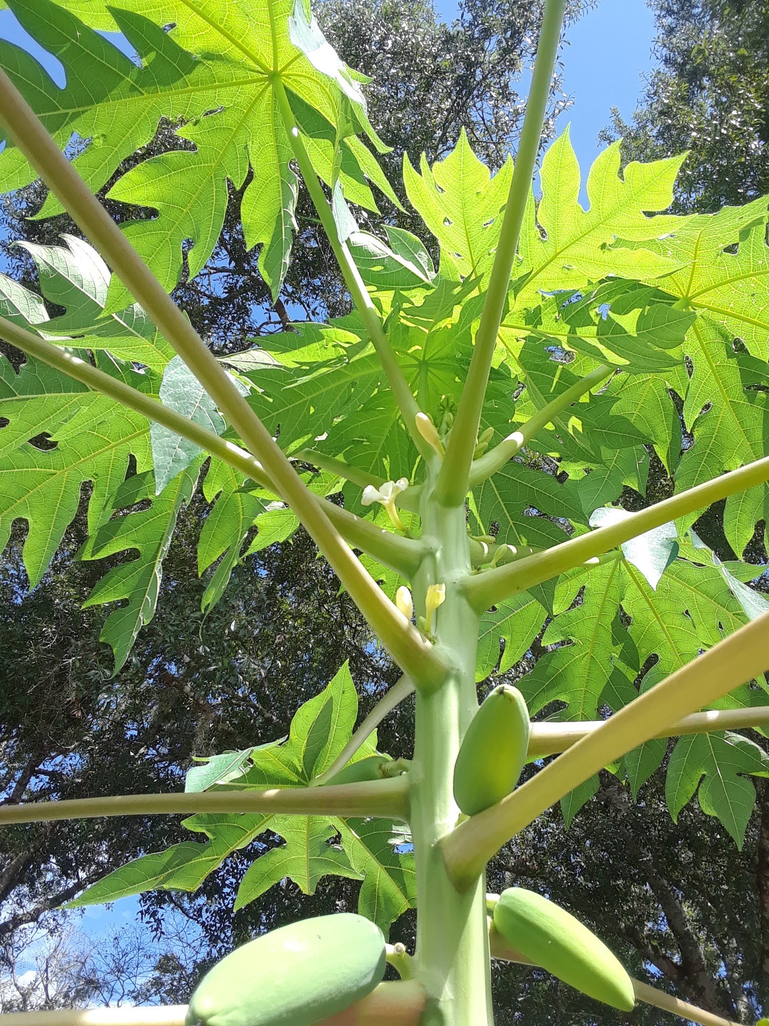 How To Grow Papaya From Seeds