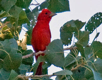Photo of Summer Tanager in cottonwood tree