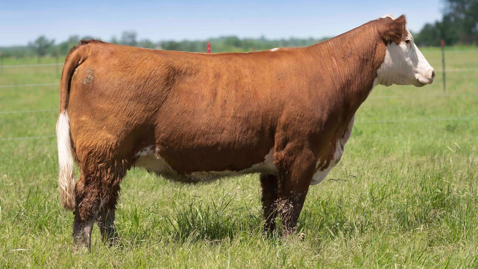 RCC Blog ster Cattle Company