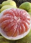 buah jeruk bali